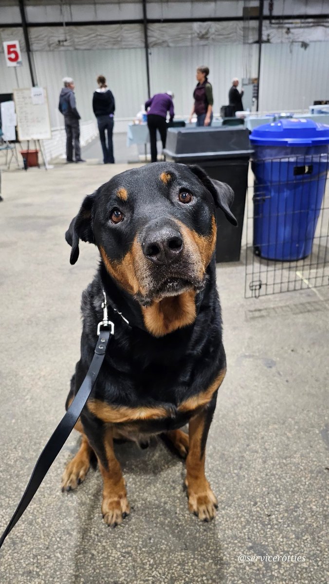 Team Servicerottie🇨🇦🐕🦺🦽 tweet media