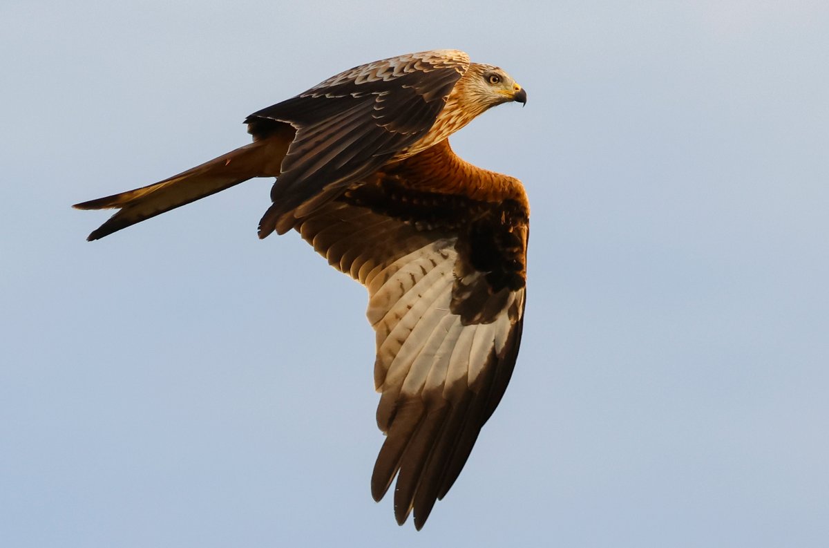 Red kites after work today.. using the 100-400mm this time. (counted 20+ fly in) <a href="/BirdAwareEssex/">Bird Aware Essex Coast</a> <a href="/EssexWildlife/">Essex Wildlife Trust</a> <a href="/EssexBirdNews/">EBwS Bird News</a> <a href="/essexbna/">BNAEssex</a> <a href="/EBwSTweets/">Essex Birdwatching Society</a>