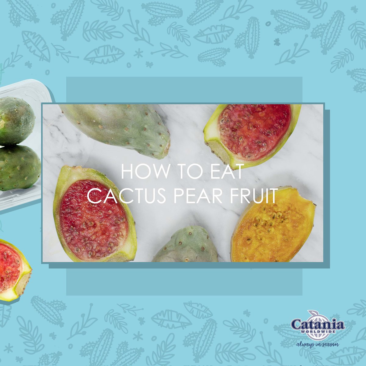 Cataniaww's tweet photo. Cactus pears, also known as prickly pears, boast a soft, juicy interior with delightful sweetness and edible seeds!
https://t.co/M83phnlbOz
#CataniaWorldwide #AlwaysinSeason #cactuspears #pricklypears #freshcactuspear #freshfruits #freshproduce #producelife #productspotlight https://t.co/oB9MZUxaxe