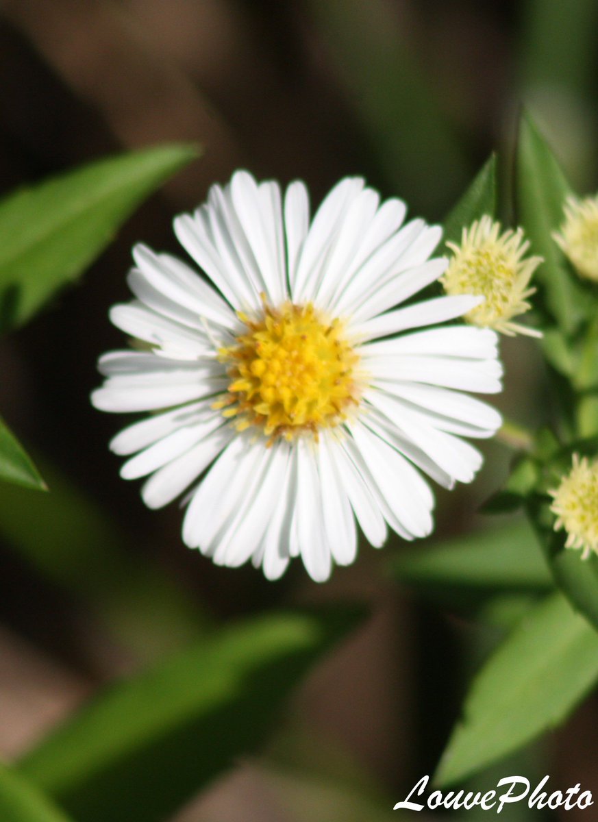Lalouve86Photo's tweet photo. #Flowers #nature #macrophotography #photography https://t.co/mGYufJOEDO