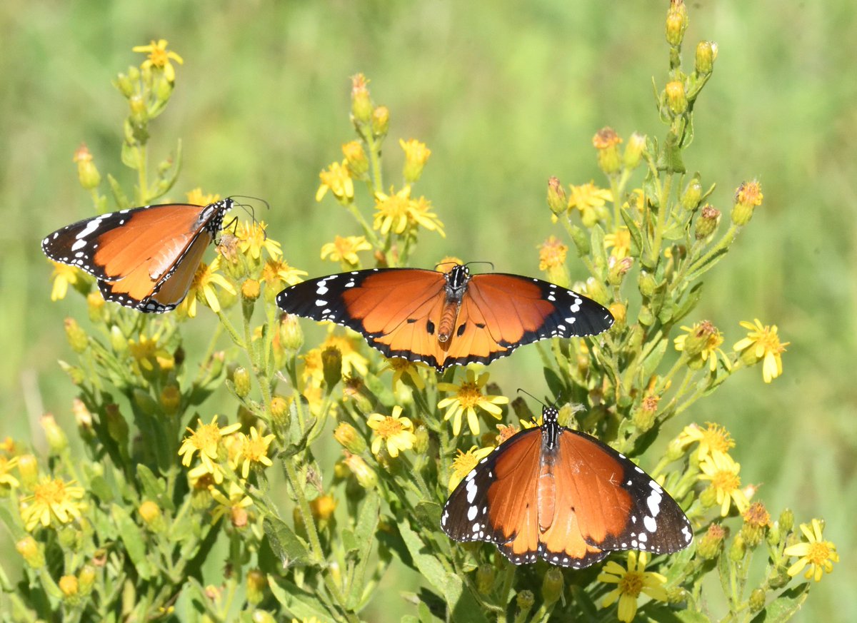 JoKingDevon's tweet photo. So many more #PlainTiger butterflies on #EbroDelta, in fact hundreds seen today #Spain https://t.co/HwVk3SygW7