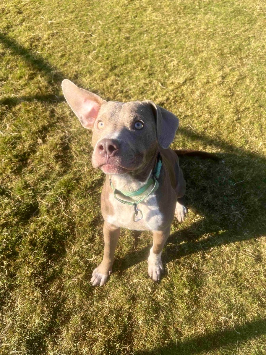 ash__almighty's tweet photo. Broadway is a sweet, handsome fella who urgently needs out of the shelter. He is declining. He is ~30lbs, HW neg, and under a year old.
📍 Anderson Co. PAWS #SouthCarolina
Contact info in photos!
#AdoptDontShop #rescuedogs #dogsoftwitter #pitmix @Dubs4Mutts @Gingy4Usa https://t.co/eX9wIC3rZx