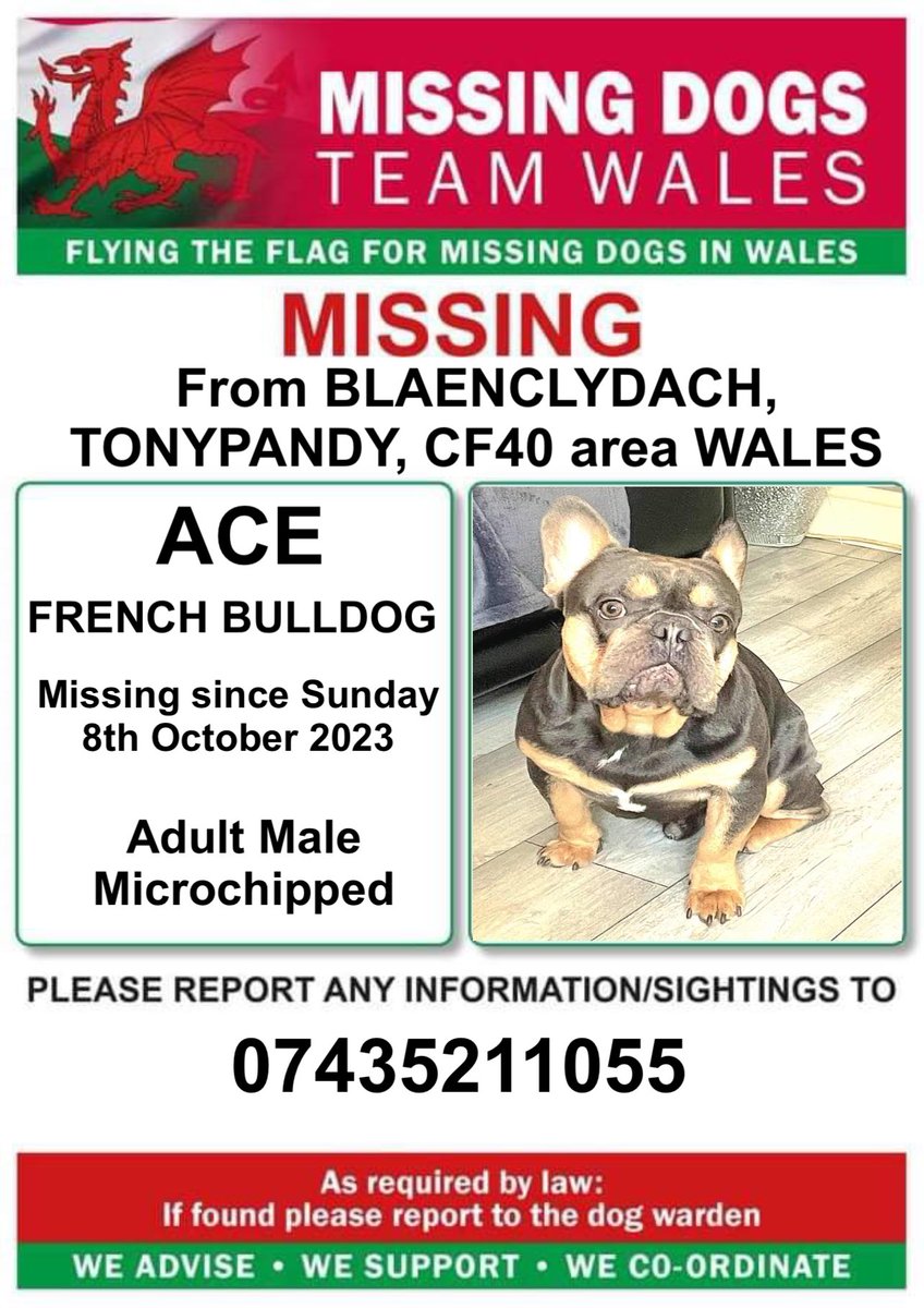 missingdogwales's tweet photo. ‼️ACE IS MISSING FROM #BLAENCLYDACH AREA #TONYPANDY #CF40 #WALES #FRENCHBULLDOG
Since Sunday 8th October 2023
Ace is 💥MICROCHIPPED 💥so please look out for him . https://t.co/50xHWzmBWG