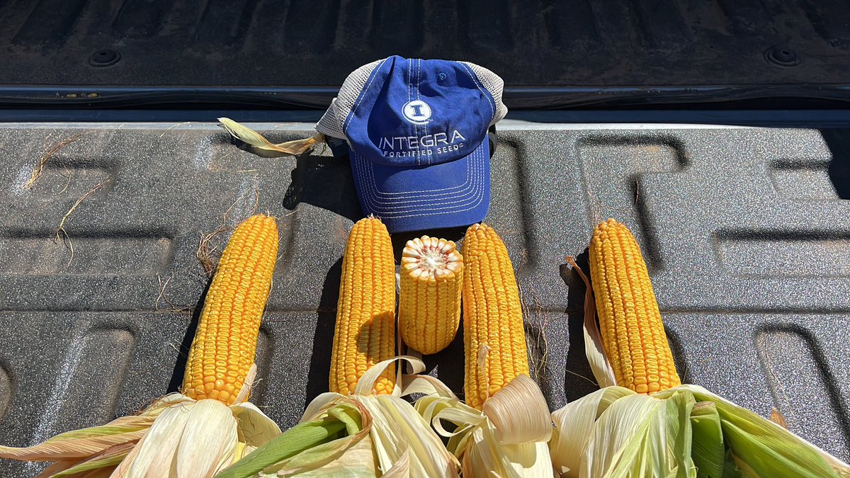 DamonFerguson1's tweet photo. @IntegraSeed 6891 viptera looking great in Pampa Tx. 28k on 15”centers. #cowchow https://t.co/acw9lODHVA