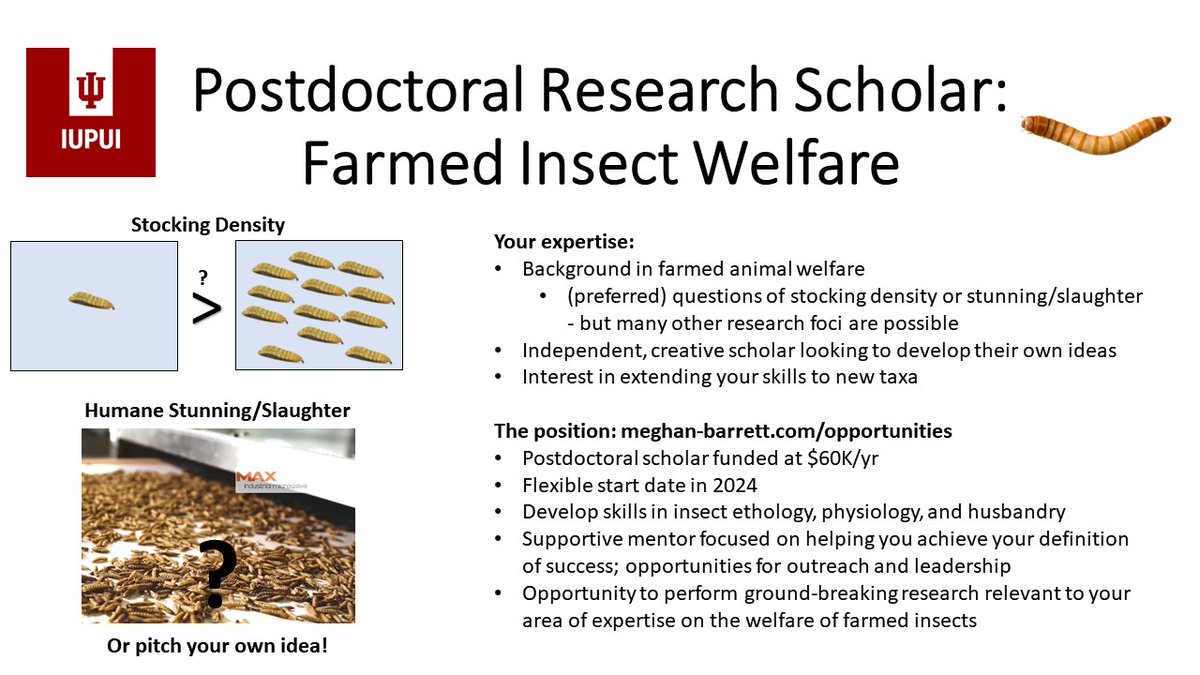 Looking for a postdoc in #animalwelfare or #insectscience? How about both? The Barrett lab at IUPUI is recruiting a postdoctoral scholar in farmed insect welfare for 2024. Learn more here: meghan-barrett.com/opportunities