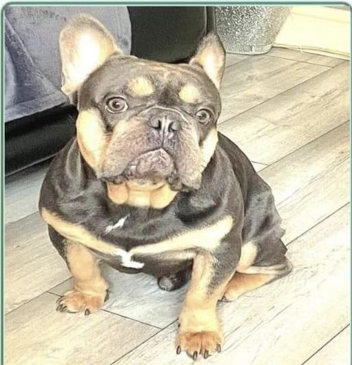 rosiedoc666's tweet photo. ACE MISSING
FROM #BLAENCLYDACH AREA #TONYPANDY #CF40 🏴
Since Sun 8/10/23
CHIPPED #Frenchbulldog #frenchie
Adult male
https://t.co/jWzkUmblxs
@TonAlbions @TonypandyWales @TonyPandy51 LOCALS 🆘 @juliagarland73 @ruthwill64 @BryantDjbryant @CarolPoyerPeett @bs2510 @JacquiSaid https://t.co/zNLDBZMdUS