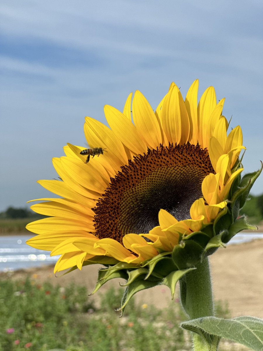 TheBerryFarms's tweet photo. ๐ป๐ The weekend forecast? Sunshine and endless fields of sunflowers! ๐ป๐ It's time to plan your visit to our bloomin' beautiful farm. Get ready for a weekend filled with vibrant blossoms and memorable moments. ๐ผโจ
#TheBerryFarm https://t.co/bMcTwn6wOR