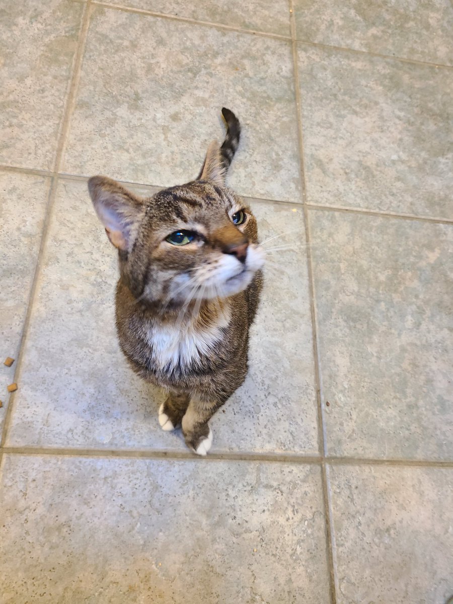 VBZafonte's tweet photo. Sweet Tommy is probably at home demanding treats #PetsofSIDP #SIDP2023 https://t.co/W8ZkQNQe53