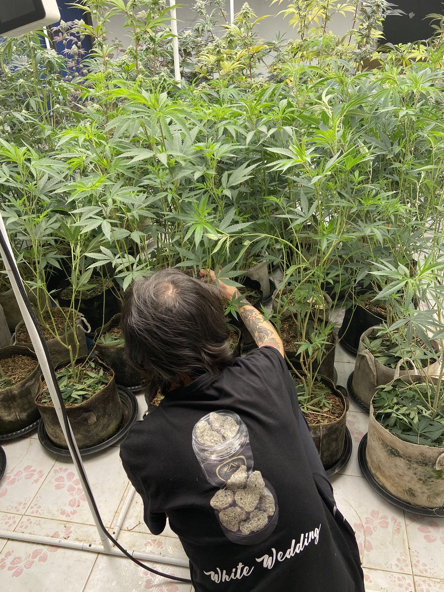 Crispyweed2020's tweet photo. https://t.co/zHP2hZwBU7