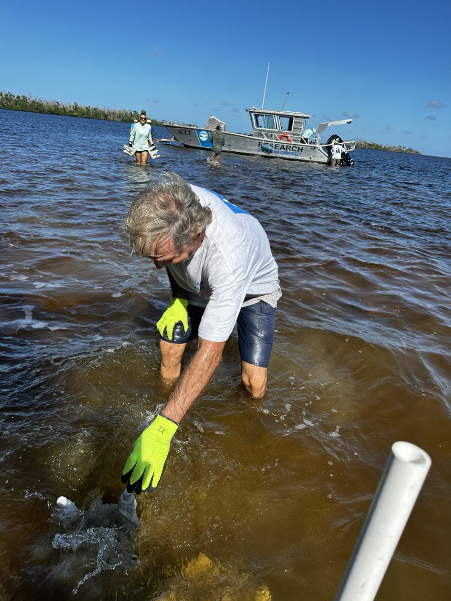 Advancing #oyster conservation with @UFCoastal! 💪🦪

SCCF recently started a new oyster restoration site in as part of a study led by PhD student Adrian Sakr, which will test the effectiveness of specially designed oyster tiles for growing adult oysters. 
sccf.org/blog/2023/10/1…