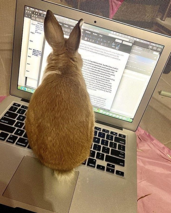RabbitEveryHour's tweet photo. https://t.co/Vam4Uo67el