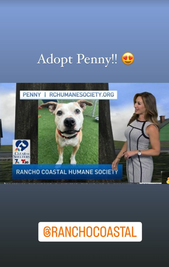 encdogguy's tweet photo. Thank you, Sheena Parveen, for introducing Penny, an 11-year-old Boxer mix, on NBC 7 News. Her family moved out of the country. She's available at Rancho Coastal Humane Society. https://t.co/tpM1JNI6cm #NBC7 #Sheenaparveen #puppy #adoptdontshop #Ranchocoastalhumanesociety #SDPets https://t.co/nC1mLOf4DR