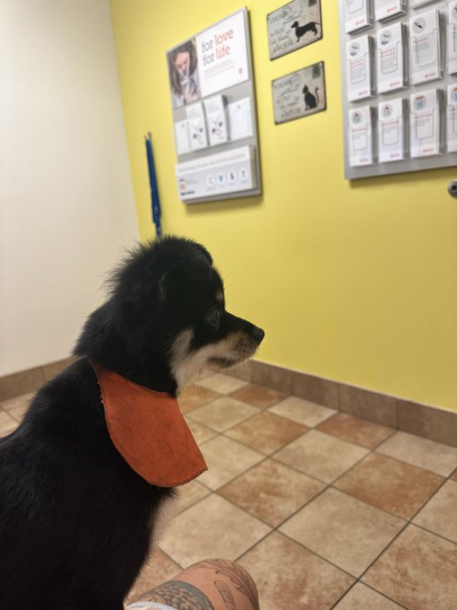she doesn&rsquo;t like the vet 😢 https://t.co/iKBOYhE5Un