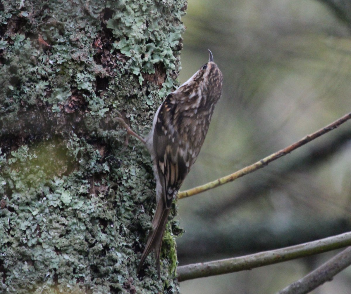 ErithacusRC's tweet photo. Plenty of #Treecreepers around the @RSPBLeightonM reserve over the last two days @Natures_Voice https://t.co/5z088KNXwF