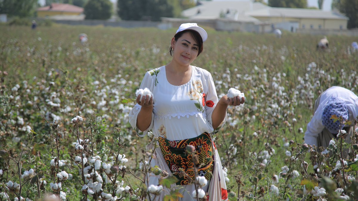 Embracing innovation for a greener future. In Uzbekistan, with support from the #EU, see how @UNDP is working with communities & farmers to introduce fast-ripening, water-efficient cotton varieties for a more sustainable future. go.undp.org/EAmg