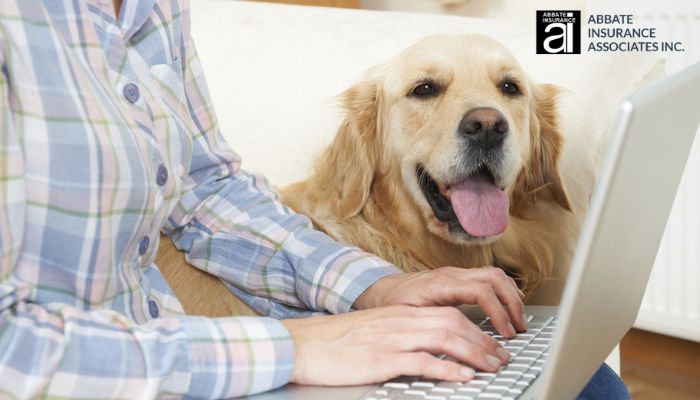 Give your furry friend the care they deserve. Explore how pet insurance can make top-notch healthcare accessible. Learn more here:
abbateins.com/10-top-pieces-…
#PetInsurance #PersonalInsurance #AbbateInsurance #AbbateInsuranceAssociate #NewHavenInsurance #ConnecticutInsurance