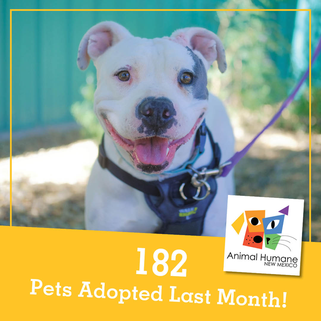 AnimalHumaneNM's tweet image. It was a September worth celebrating!

182 dogs &amp;amp; cats were adopted last month, including sweet Sophia. We are so grateful to our amazing community of adopters 💛

#AdoptToday #AdoptAShelterPet #AdoptingSavesLives