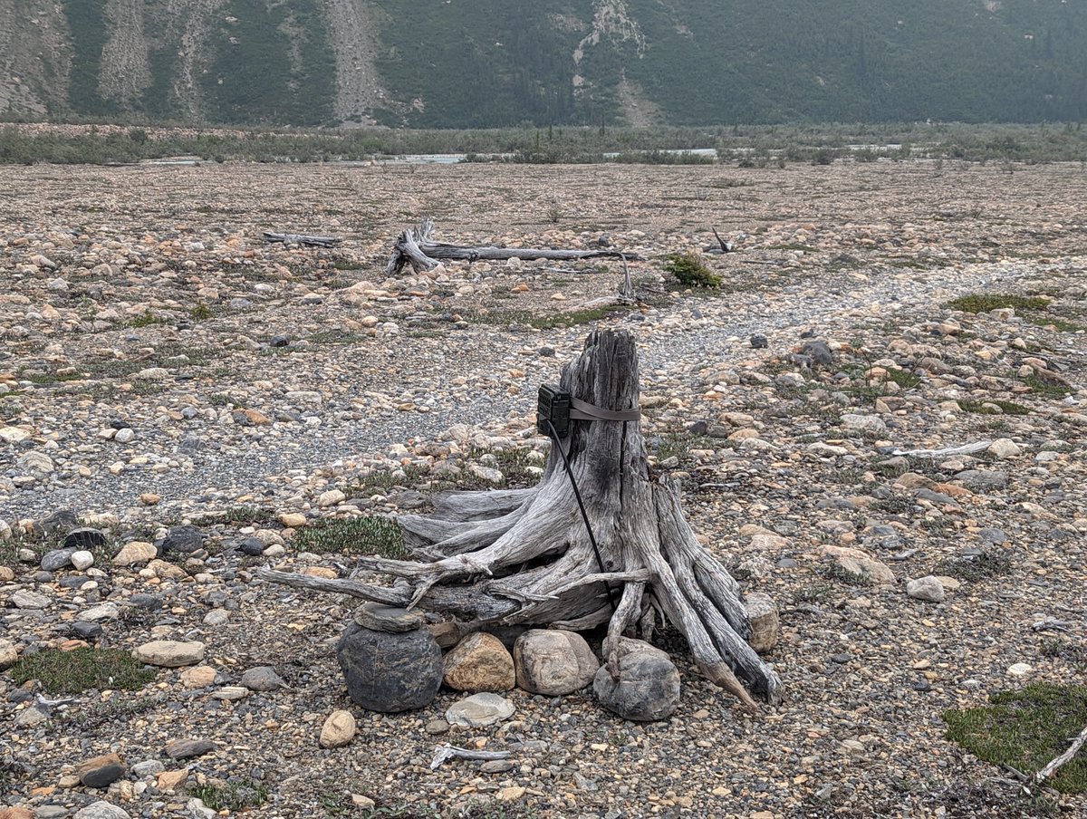 WildCAM (@wildcam_network) on Twitter photo Need to set #cameratraps where there are no trees? No problem!
<a href="/wildco_lab/">@wildco.bsky.social on Bluesky</a> members got creative with some high elevation sets in alpine ecosystems this summer (📷: <a href="/cole_burton/">Cole Burton</a> & Zoe Konanz)
Who else has some "unconventional" camera sets to share? 👀 Need to set #cameratraps where there are no trees? No problem!
<a href="/wildco_lab/">@wildco.bsky.social on Bluesky</a> members got creative with some high elevation sets in alpine ecosystems this summer (📷: <a href="/cole_burton/">Cole Burton</a> & Zoe Konanz)
Who else has some "unconventional" camera sets to share? 👀