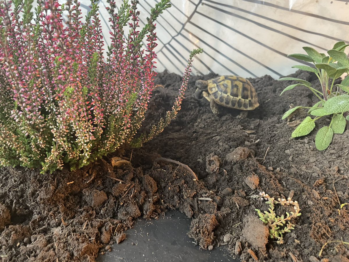 Voldetort18's tweet photo. The human did a lot of moving around yesterday and now I have this massive new enclosure. The human cried because I look small. She doesn’t realise I am obviously the king in this house and I don’t need her tears #voldetort #hermanntortoise https://t.co/jGl6ZjVeB0