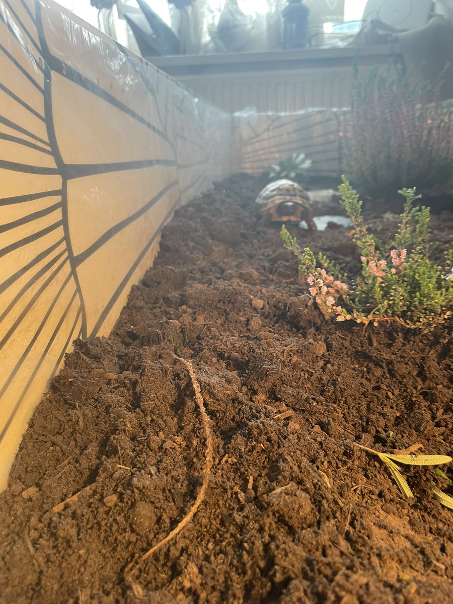 Voldetort18's tweet photo. The human did a lot of moving around yesterday and now I have this massive new enclosure. The human cried because I look small. She doesn’t realise I am obviously the king in this house and I don’t need her tears #voldetort #hermanntortoise https://t.co/jGl6ZjVeB0