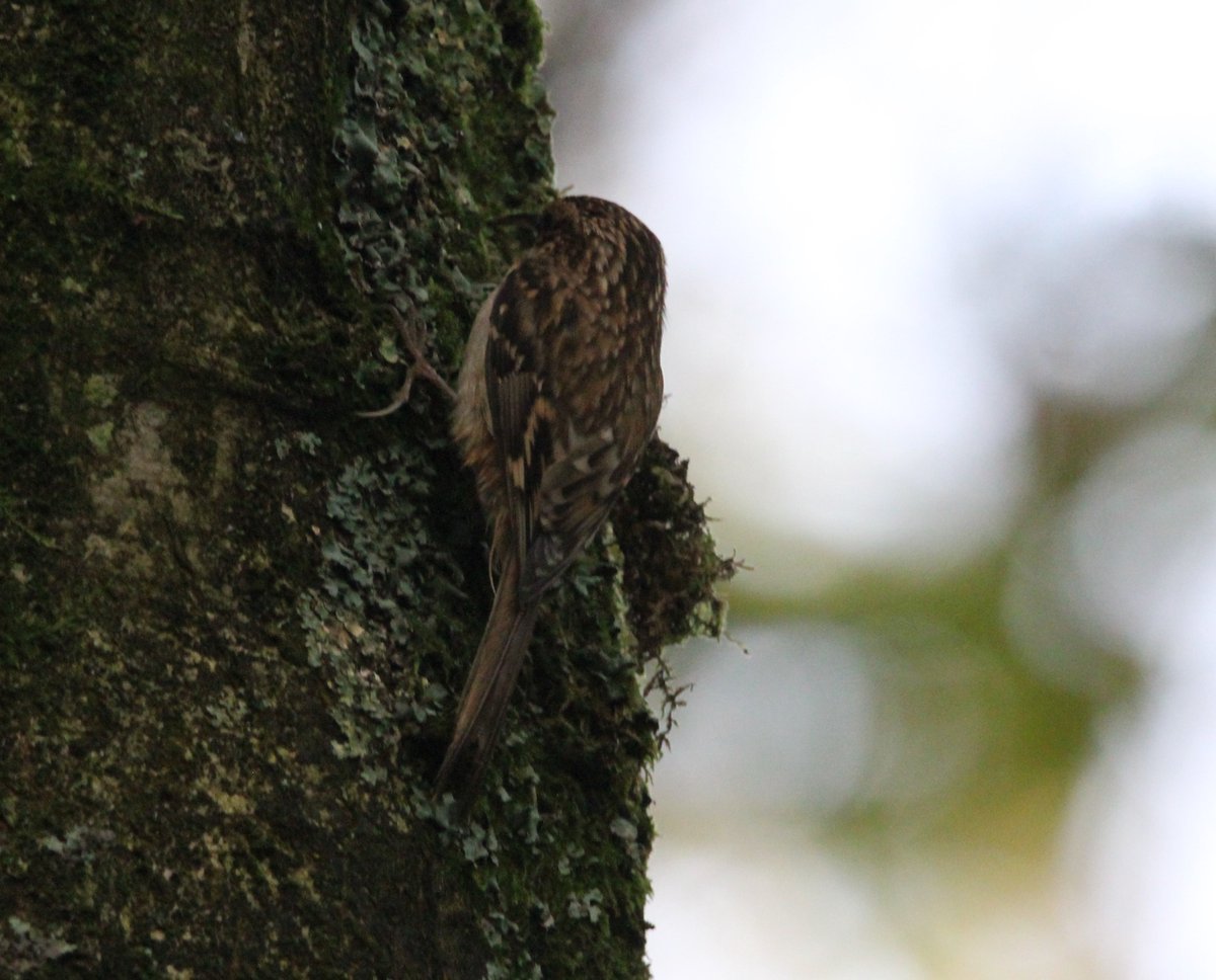 ErithacusRC's tweet photo. Plenty of #Treecreepers around the @RSPBLeightonM reserve over the last two days @Natures_Voice https://t.co/5z088KNXwF