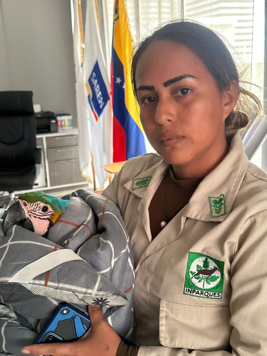 Saren_ve's tweet photo. #Noticia➡️Saren agradece al equipo de Inparques por rescate de Guacamaya que no podía volar 

Más detalles aquí: https://t.co/o6hPY0FsTZ 

#10Oct 
#JuventudPatriótica https://t.co/rGNGGSSSkZ
