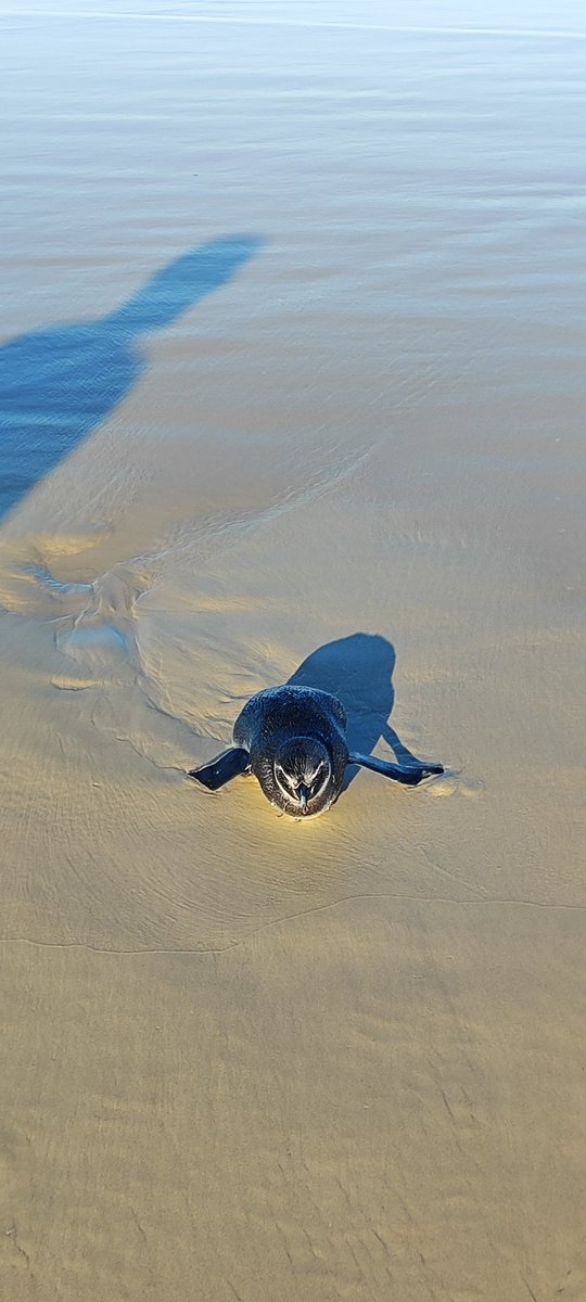 fejuk_lopes's tweet photo. @ProjetoTamarSC #projetotamar
Pinguim 🐧 na Praia dos Ingleses
Não conseguimos contato telefônico.
Se alguém puder vim ver a situação do pinguim https://t.co/w1ZG7I6IUB