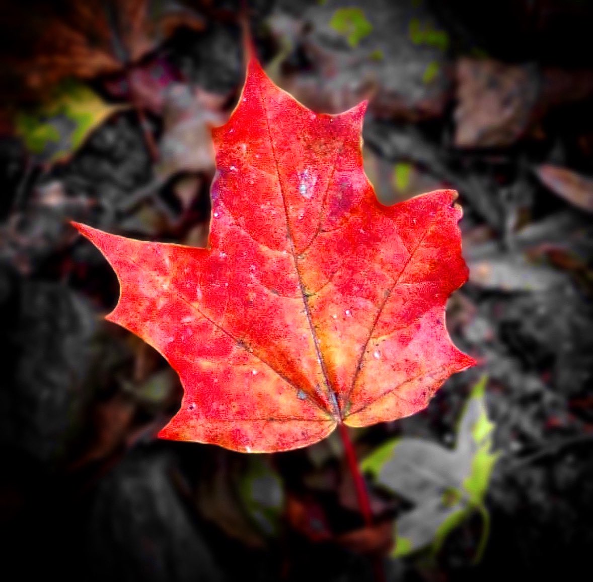 smARTindale (@smartdale) on Twitter photo Autumn Colours #Cornwall #autumnleaves <a href="/ThePhotoHour/">#ThePhotoHour</a> <a href="/StormHour/">#StormHour</a> <a href="/BBCCornwall/">BBC Cornwall</a> @piratefm <a href="/IMcMillan/">Ian McMillan</a> #photography Autumn Colours #Cornwall #autumnleaves <a href="/ThePhotoHour/">#ThePhotoHour</a> <a href="/StormHour/">#StormHour</a> <a href="/BBCCornwall/">BBC Cornwall</a> @piratefm <a href="/IMcMillan/">Ian McMillan</a> #photography