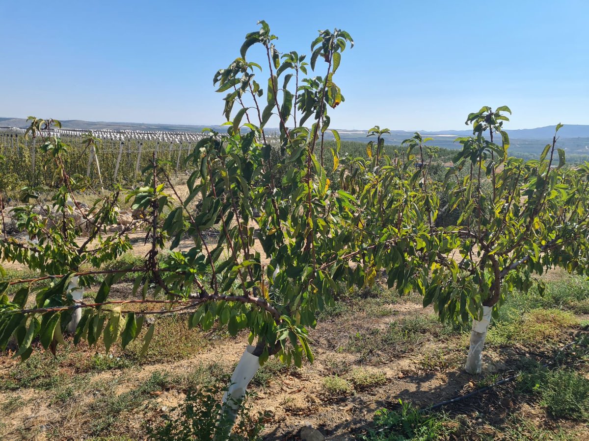 PenaFrancesc's tweet photo. Sistema acadèmic vs smart system by @sat_bepa amb @ignasiiglesias1 #cherry #fruit2.0 https://t.co/mbexqDvjfo