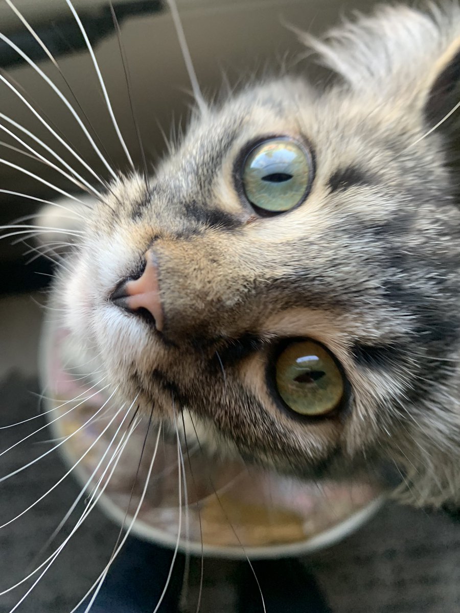 michelef1205's tweet photo. Tee hee 😍🫶
#Lalay #Kitter https://t.co/ES6FF0rDyC