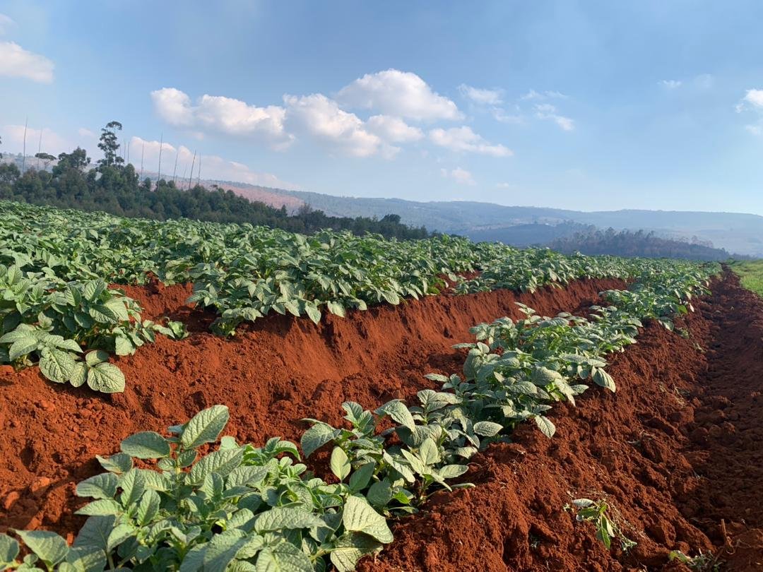 Ronald Rusere tweet media