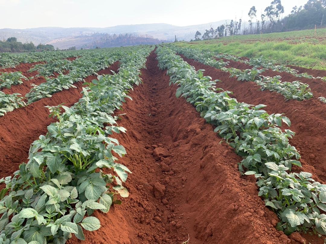 Ronald Rusere tweet media