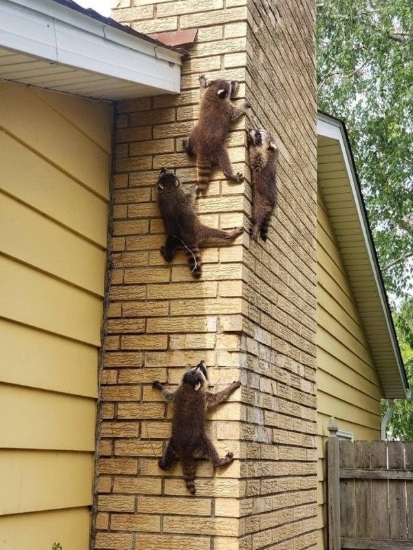 Raccoons Hourly tweet media