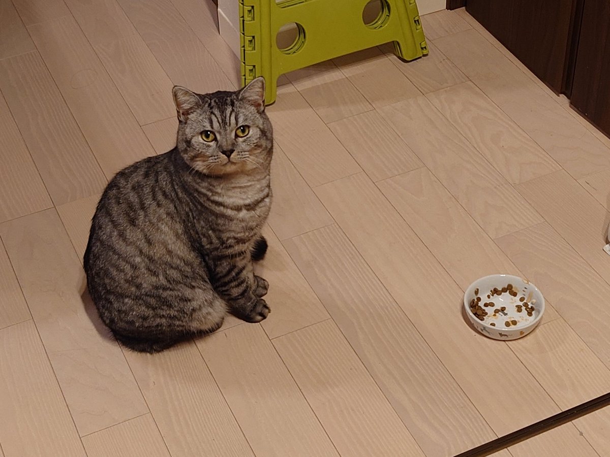nikogetwell's tweet photo. キッチンにきたらいつも要求！
チュールもらえるのわかっとる😂 https://t.co/nhdAWZZjtr