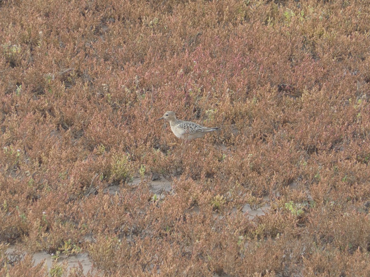NeilDJarvis's tweet photo. A great day at Frampton Marsh last Sunday. New birds for me Lesser Yellowlegs, Curlew and Buff Breasted Sandpipers. Sadly the SP Sandpiper and Black Stork proved elusive. Also BT Godwit, Redshank, Little Stints, Merlin, Wheatear and Bearded Tits as a real bonus. 
#framptonmarsh https://t.co/VFTJHOJRe2