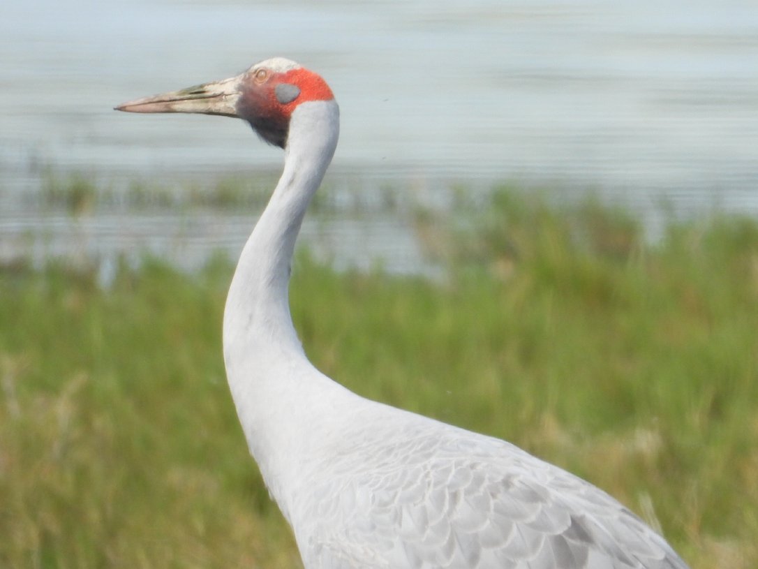 HamishCumming's tweet image. Worth saving from #ExtinctionRebelion 
Demand a 5km buffer from #Brolga and turbines in #Victoria  
 #Birds #TwitterNatureCommunity #Auspol2023