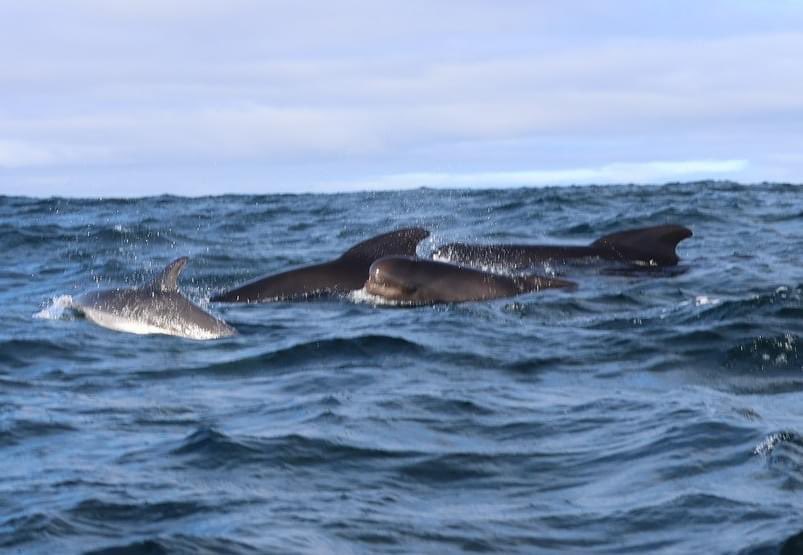 A beautiful day for a boat tour today with 20 pilot whales, 200-300 white sided dolphins, parasitic jaegers, gannets, bald eagles, and puffins #whales #whalewatching #trinitynl #bonavista #bonavistapeninsula #ExploreCanada #ExploreNL #pilotwhales #dolphins #bestkind #fall