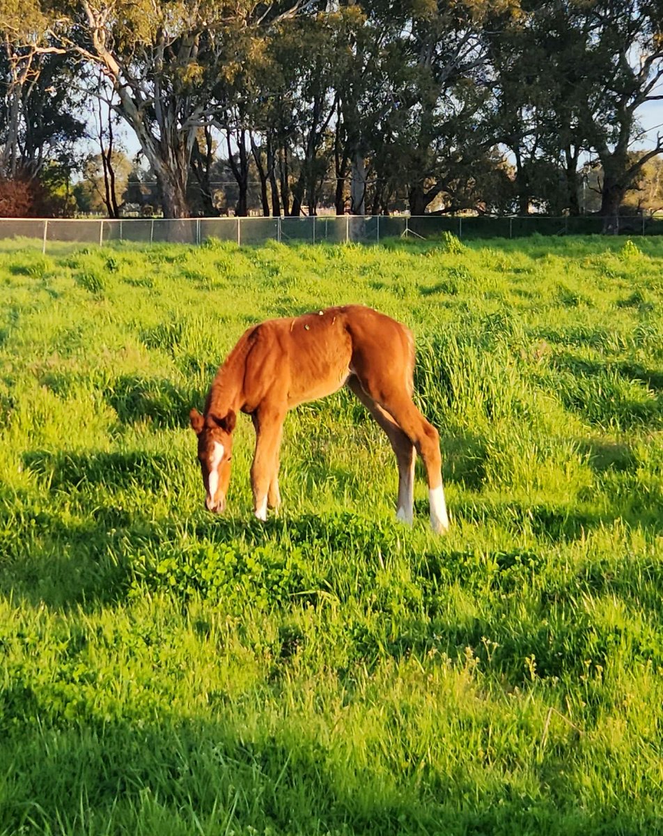 riverbankfarm1's tweet photo. Hump day #Redente ☘️ https://t.co/ZzAJIDTiJO