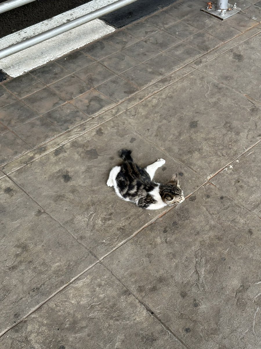 fromportrait_'s tweet image. hallo Kaka Kaka Twitter,, jika berkenan apakah ada yang bisa bantu kucing kecil ini?? sepertinya kakinya patah ya, dan nafasnya cepat..  td saya lihat dijln mau ke kantor dan keadaannya tdk bisa bawa…
lokasi: depan Blok M Plaza..

terima kasih