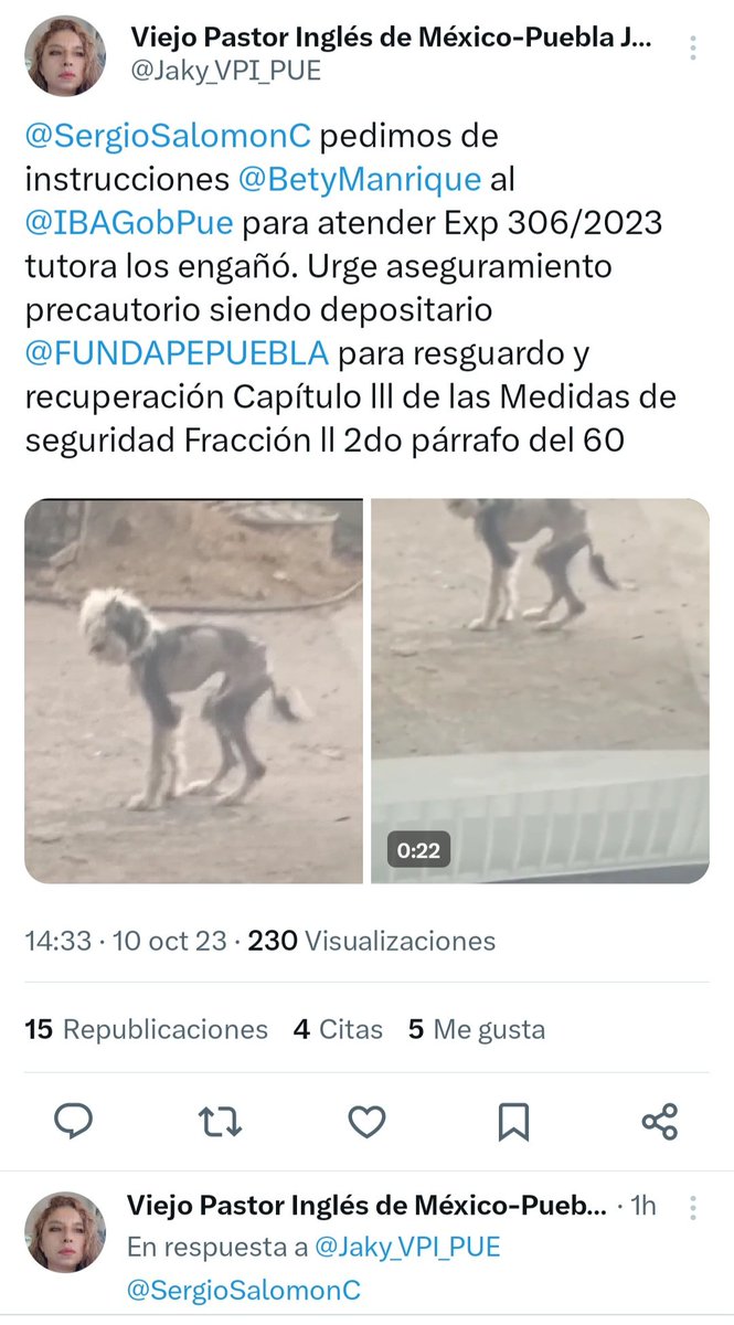 jeny551's tweet photo. @IBAGobPue @BetyManrique @SergioSalomonC @Gob_Puebla @mediatiknoticia @MonseNavedo @CurulPuebla @aztecapuebla @SICOMPueblaMx @MVSNoticiasPue @OroNoticiasPue Hay un caso de una perrita y no han hecho nada, la perrita sigue con su "tutora" en condiciones horribles porque no salvaguardan a esta perrita tmb?  @Jaky_VPI_PUE ella levantó el reporte, hay todo un grupo de personas estamos dando seguimiento y aún sin respuestas... https://t.co/EX4RP0Betd