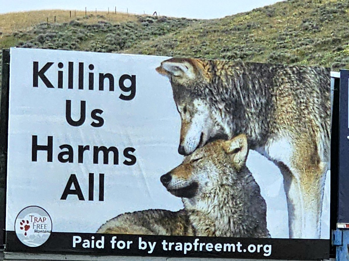MariaPSparkles's tweet photo. Saw this, and it broke my heart 💔😿 @TrapFreeMT #TrapFreeMT #trapfree #montana
🐺
#wolves #DefendCarnivores #EndTheWarOnWildlife
#StopExtinction #ProtectAmericasWolves #RelistWolves #StopTheSlaughter #animallivesmatter #AnimalCruelty #AnimalRights #AnimalLovers https://t.co/ihyL8rbwWG