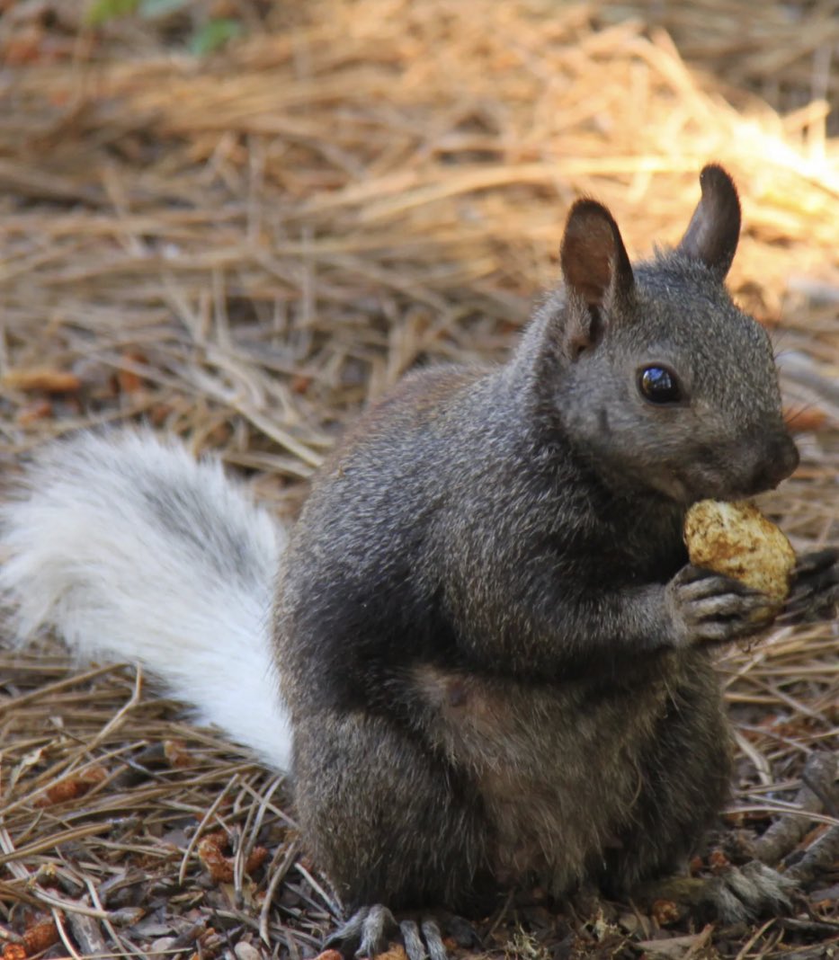 Here’s another rare breed of squirrel! 

Approximately 10,000 years ago the Kaibab Squirrel (Sciurus kaibabesis) was geographically separated from a common ancestor of the Abert's squirrel.

nps.gov/para/learn/nat….