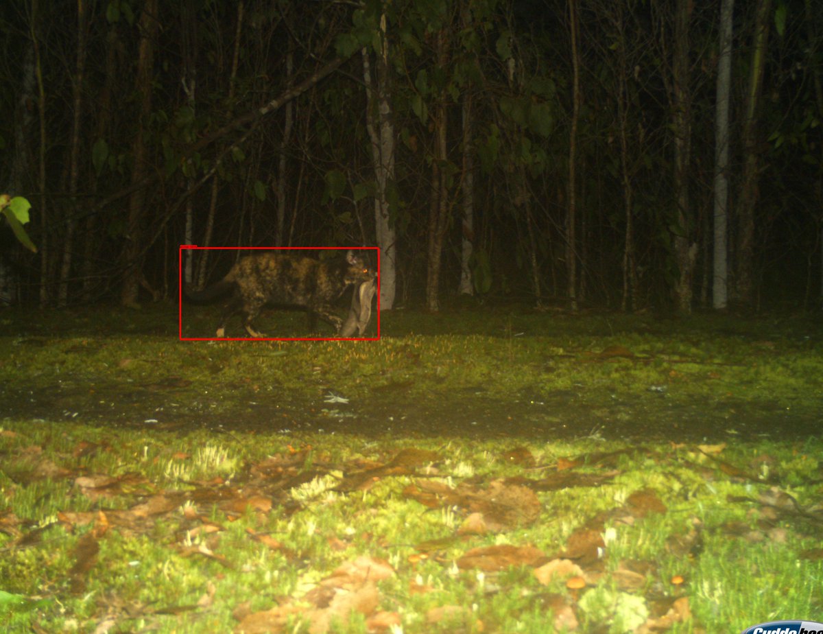Another shot of a feral cat with a sugar glider, both invasive species here in Tasmania. Image taken from the @ecol_evo camera trap network led by @BraveNewClimate and @JBuettel.