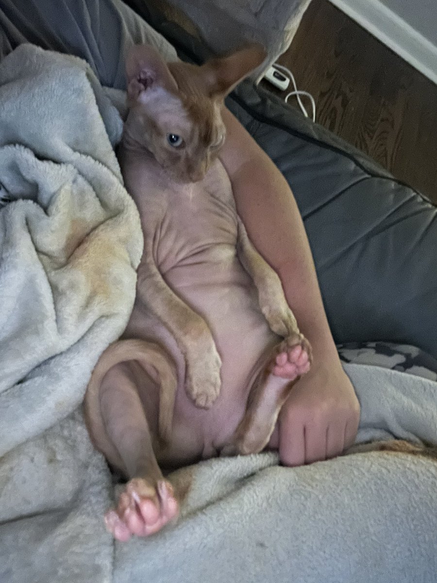 HaikuCiani's tweet photo. Not your average cat. #cat #sphynxcat https://t.co/YYdhyc8asd