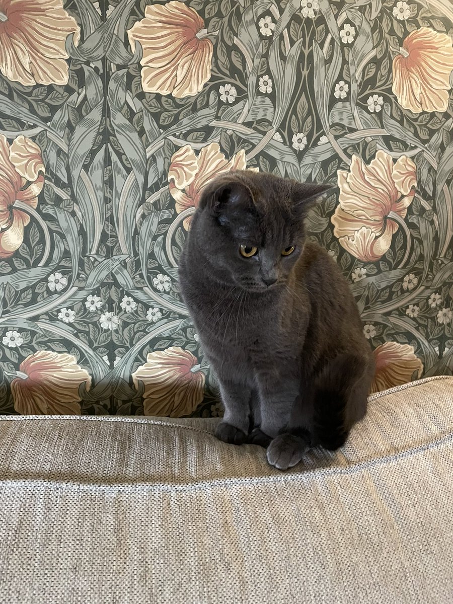 Har blivit med katt 😊