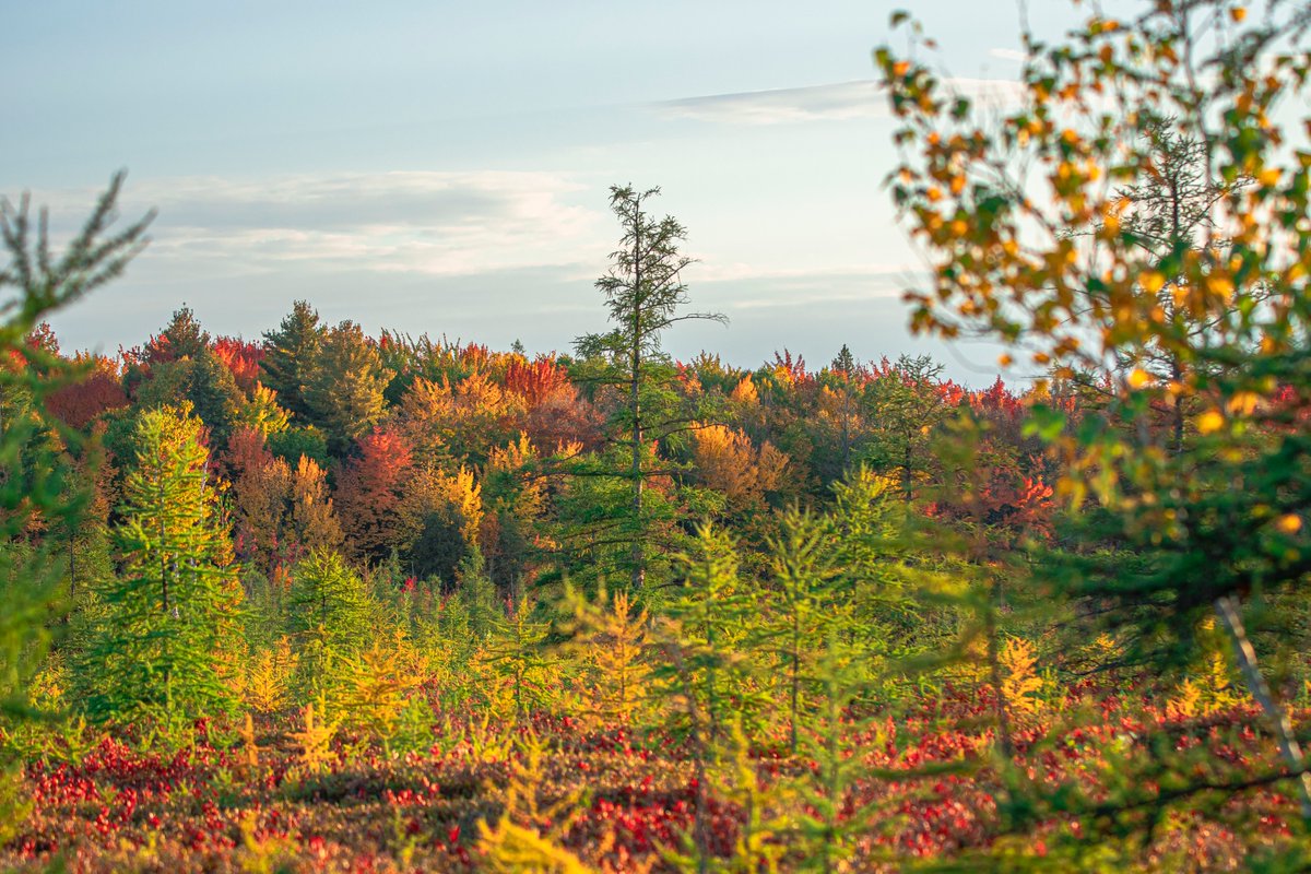Mer Bleue Bog
#autumn #MerBleueBog #MyOttawa #Canada 
#thephotohour #StormHour <a href="/StormHour/">#StormHour</a> 
#fall #fallcolors #fallfoliage