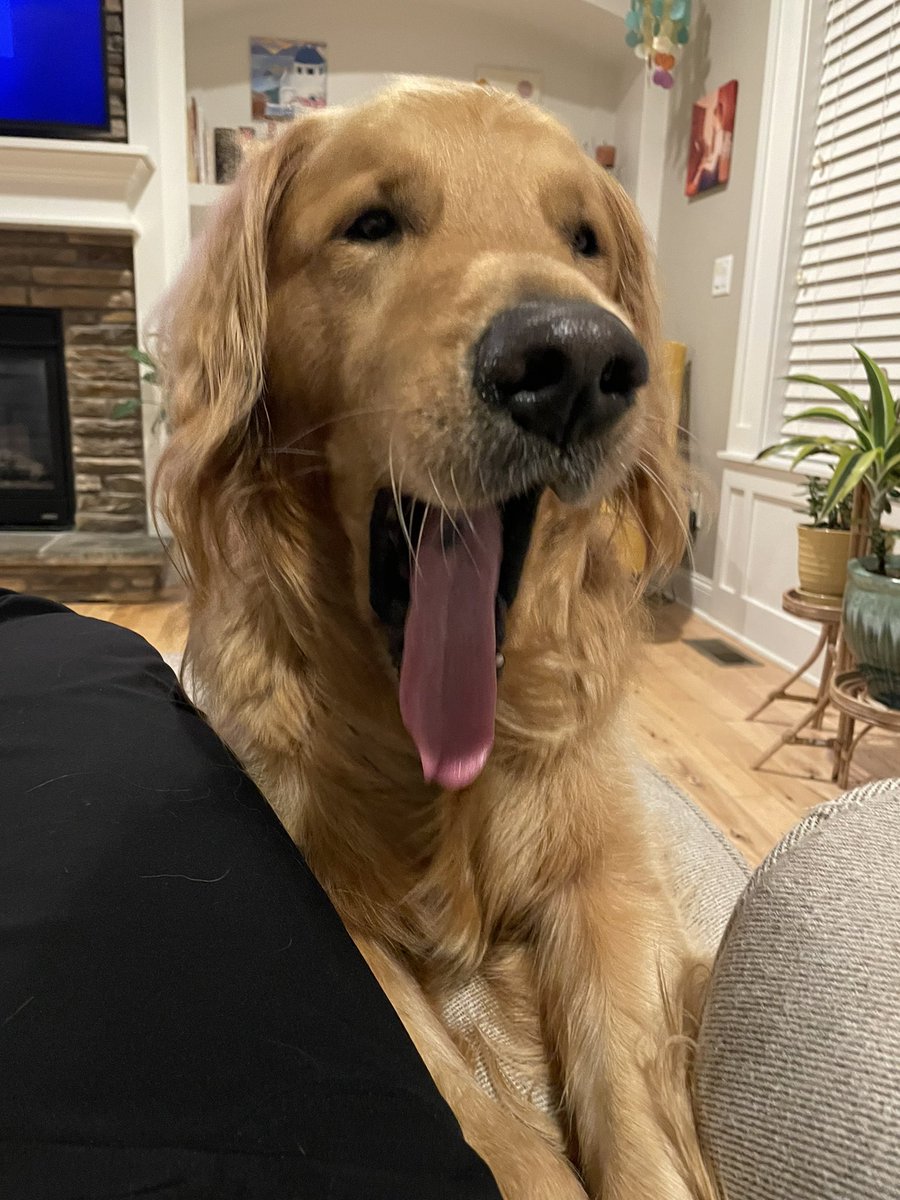 Louie just wants me to play ball again! 🎾 
#TongueOutTuesday 
<a href="/GoldretrieverUS/">Golden Retriever Channel</a>