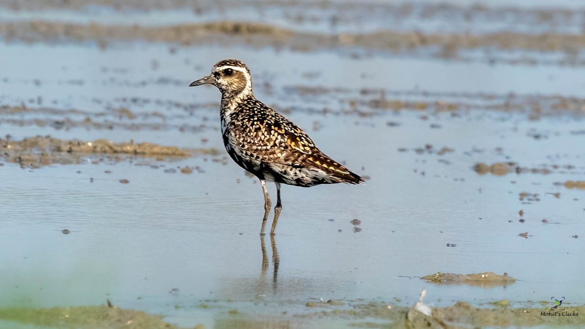 Pacific Golden Plover

Habitat is mostly wetlands. Delhi NCR its seen in passage. 

If you want to see them in good number Gajoldoba and Andamann are best places in India. 

I got a flock of over 1000 in Gajoldoba last year. 

 #birdsinhabitat #waderwednesday