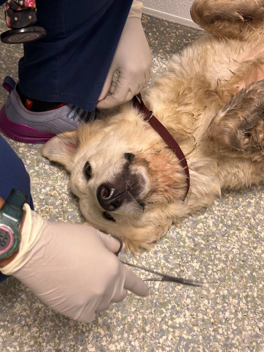 HoustonSPCA's tweet image. We&apos;re overjoyed to announce that Dulce,  who was once covered in ticks, has found a loving home! Sadly, many other dogs suffer the same fate. Your support can make a real difference. Donate today at houstonspca.org/givelocal #AnimalRescue #DogRescue #GiveLocal