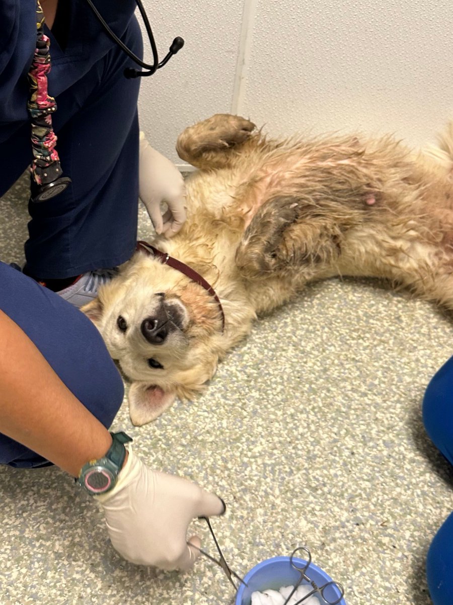 HoustonSPCA's tweet image. We&apos;re overjoyed to announce that Dulce,  who was once covered in ticks, has found a loving home! Sadly, many other dogs suffer the same fate. Your support can make a real difference. Donate today at houstonspca.org/givelocal #AnimalRescue #DogRescue #GiveLocal